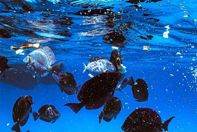 VIP Morning Delight Champagne Sailing and Snorkeling with Lunch - Sailing toward Malmok Beach
