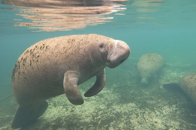 VIP Private Boat Manatee Snorkel Tour with In-Water Guide and Photograper - Arrival at Salty Siren Tours and the short briefing