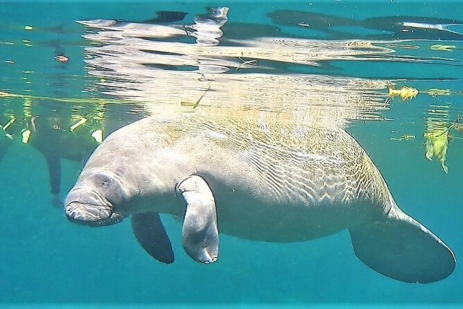 VIP Private Boat Manatee Snorkel Tour with In-Water Guide and Photograper - Entering the water with an in-water guide