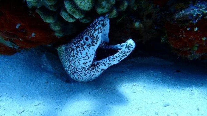 VIP Private Glass Bottom Boat and Snorkeling, 3 Reefs in Cozumel - Key points to know before booking