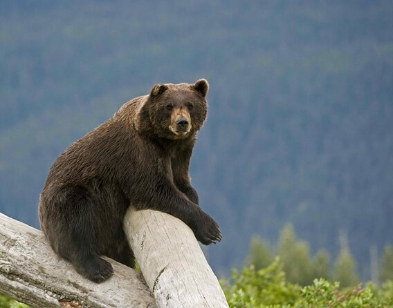 VIP Tour from Anchorage to Alaska Wildlife Conservation Center - Key points to know before booking