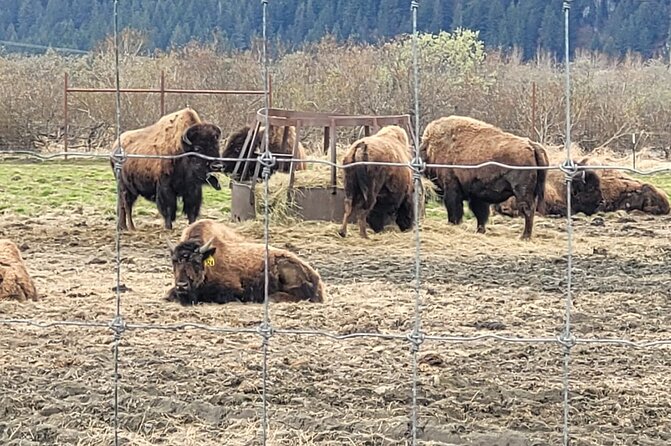 VIP Tour from Anchorage to Alaska Wildlife Conservation Center - The drive along Turnagain Arm