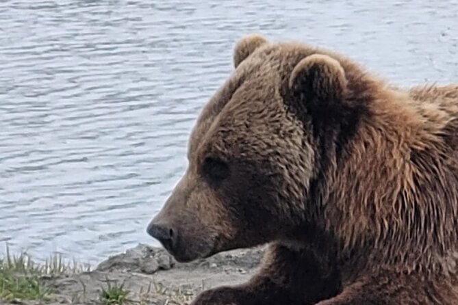 VIP Tour from Anchorage to Alaska Wildlife Conservation Center - What may disappoint you at the center