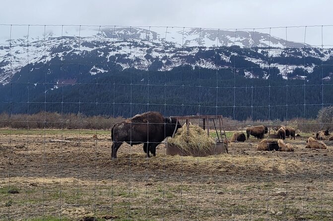 VIP Tour from Anchorage to Alaska Wildlife Conservation Center - Bird Creek gives you a quick camping preview