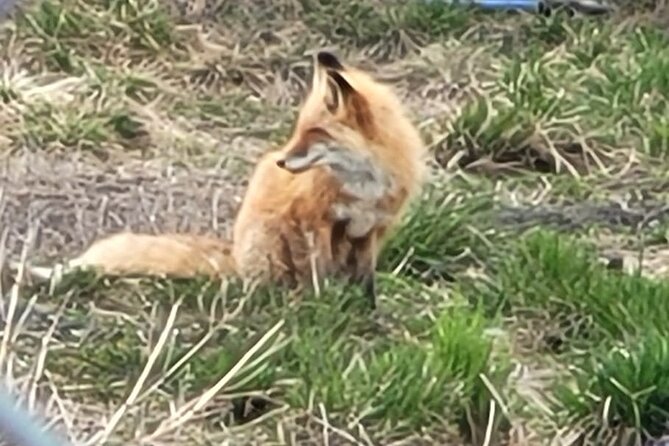 VIP Tour from Anchorage to Alaska Wildlife Conservation Center - How Martin shapes the experience