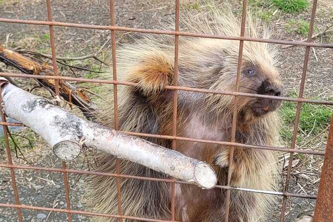 VIP Tour from Anchorage to Alaska Wildlife Conservation Center - Is $178 a fair price?