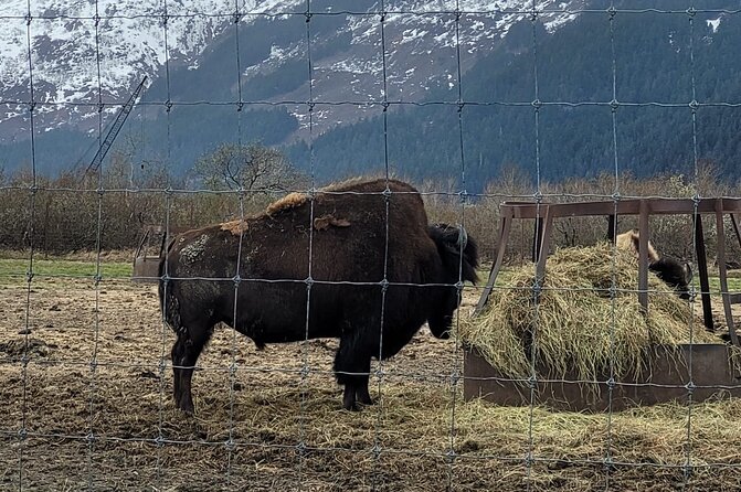VIP Tour from Anchorage to Alaska Wildlife Conservation Center - Food, timing, and what to bring