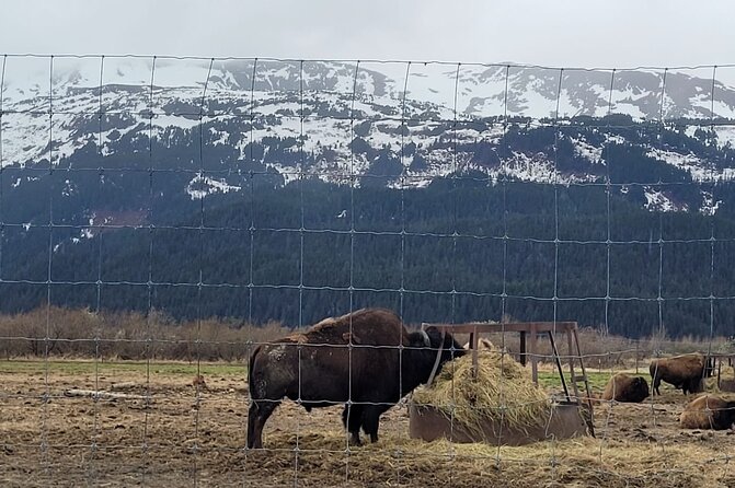 VIP Tour from Anchorage to Alaska Wildlife Conservation Center - Two hours among rescued Alaska animals