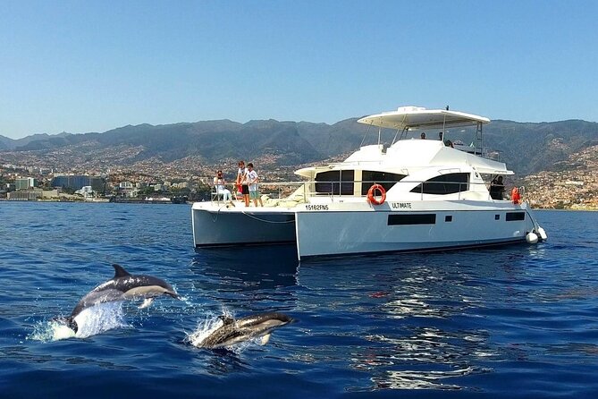 VipDolphins Luxury Whale Watching - Key points to know before booking