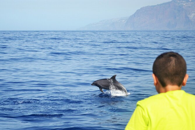 VipDolphins Luxury Whale Watching - Swimming below Cabo Girao