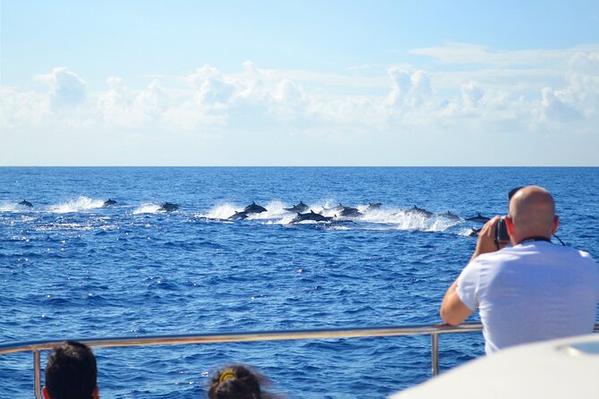 VipDolphins Luxury Whale Watching - How the price compares with a standard boat trip