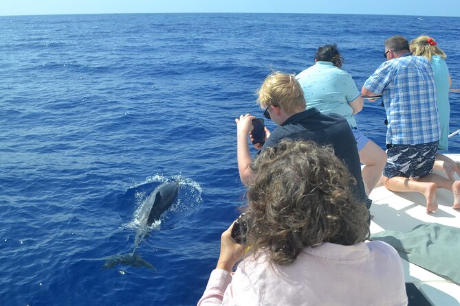 VipDolphins Luxury Whale Watching - Weather, cancellation, and the best booking strategy