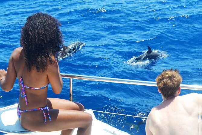 VipDolphins Luxury Whale Watching - What the three-hour route is really like