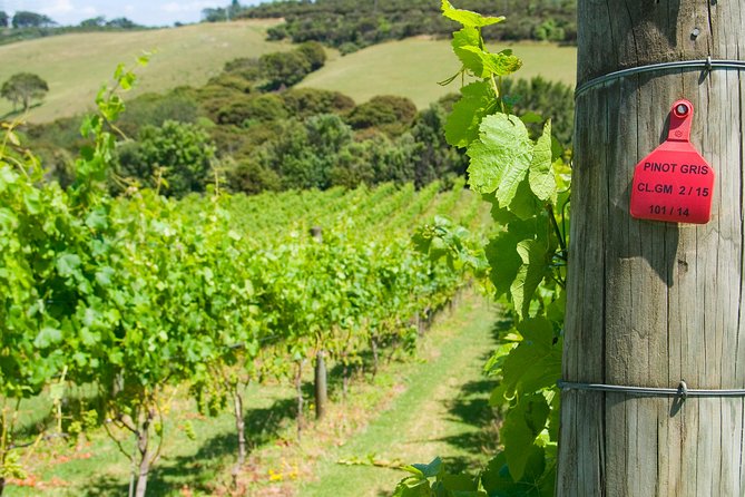 Waiheke island Wine Tours - PREMIUM wine tasting MAX 11 clients ! - Premium tastings and the late lunch