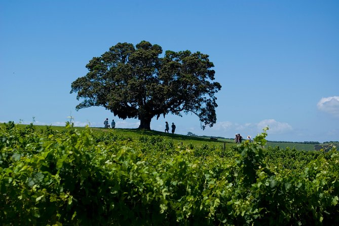 Waiheke island Wine Tours - PREMIUM wine tasting MAX 11 clients ! - What the small group changes