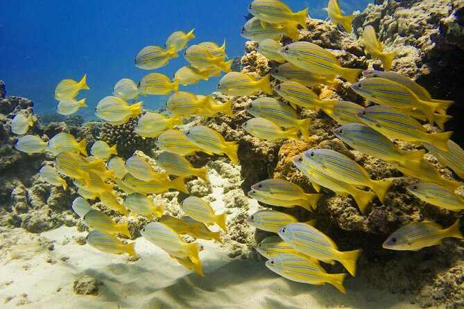 Waikiki, Hawaii: Deluxe Snorkel and Wildlife Cruise - Is $89 a fair price?