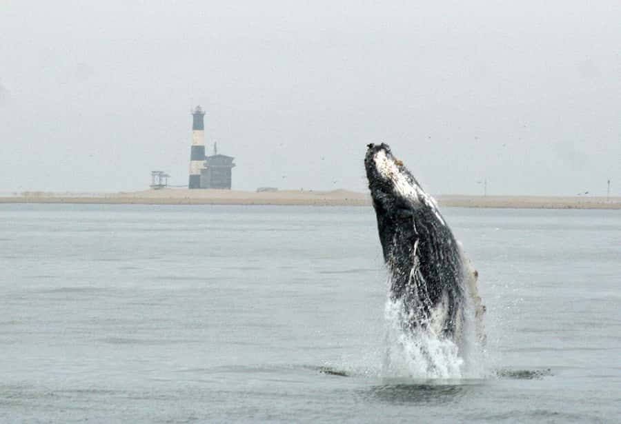 Walvis Bay: Marine Big 5 Luxury Catamaran Tour - A morning departure from Walvis Bay Waterfront