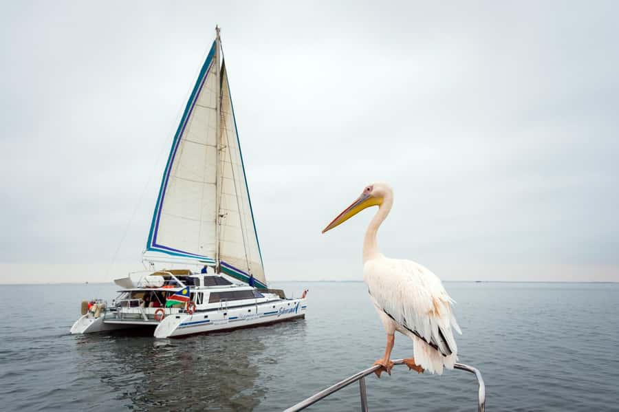 Walvis Bay: Marine Big 5 Luxury Catamaran Tour - Out past the point in search of the Marine Big 5