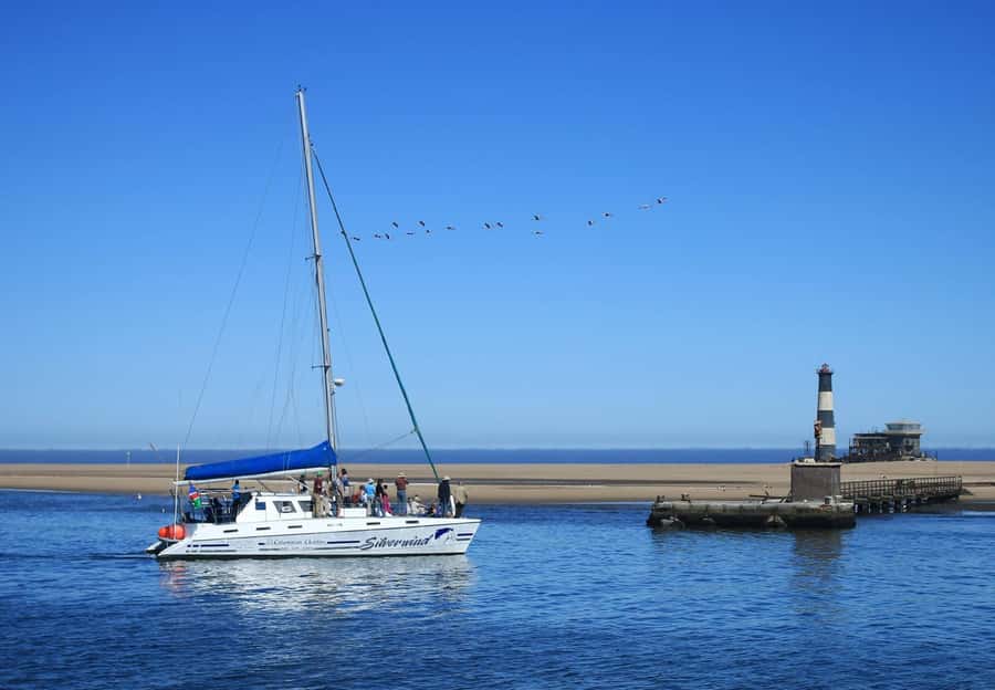 Walvis Bay: Marine Big 5 Luxury Catamaran Tour - Mola mola and leatherback turtles: exciting possibilities, not promises