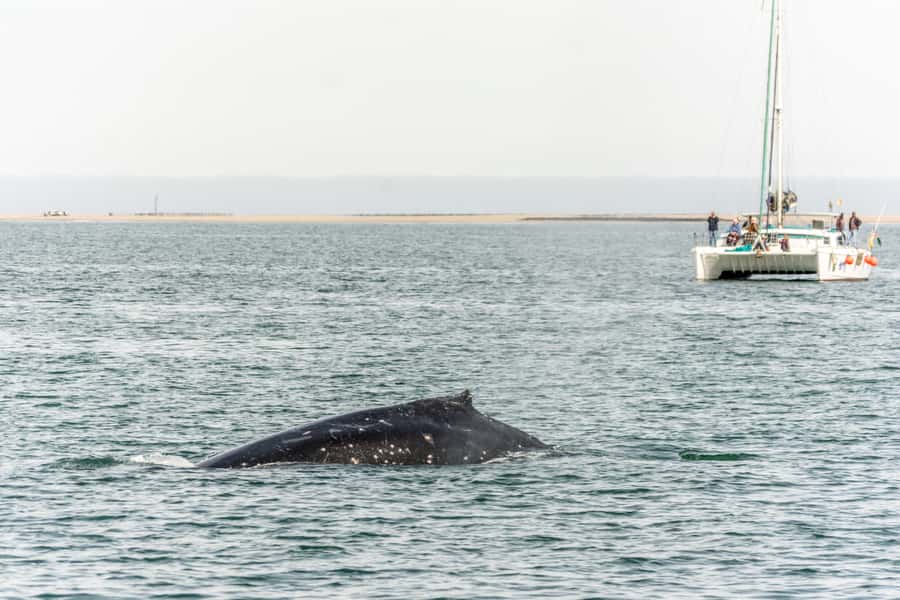 Walvis Bay: Marine Big 5 Luxury Catamaran Tour - Fresh oysters and a full spread at sea