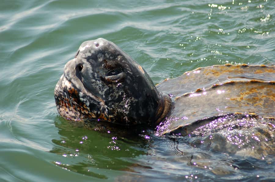 Walvis Bay: Marine Big 5 Luxury Catamaran Tour - Coffee, oyster farms and the route to Pelican Point