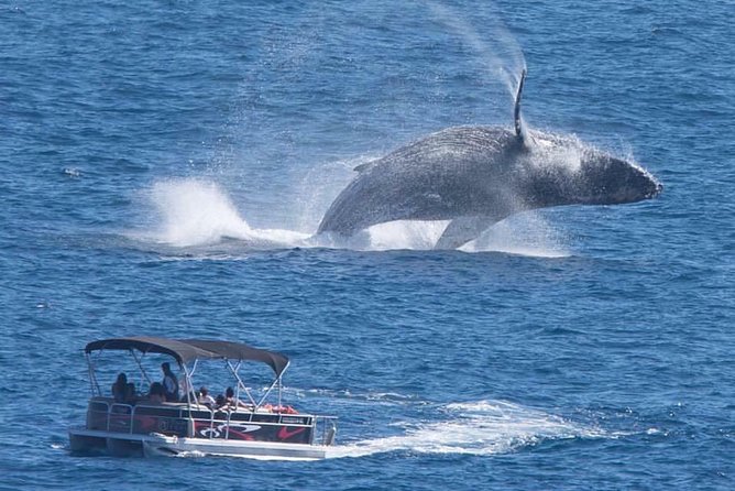 Whale Watching in Cabo San Lucas on board our Luxury Trimaran! - Key points at a glance