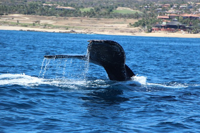 Whale Watching in Cabo San Lucas on board our Luxury Trimaran! - Boarding a small trimaran from Cabo San Lucas