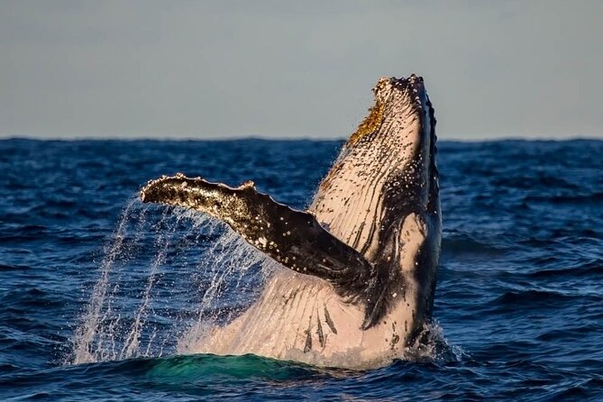 Whale Watching in Cabo San Lucas on board our Luxury Trimaran! - What you might see on the water