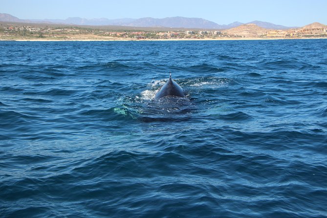 Whale Watching in Cabo San Lucas on board our Luxury Trimaran! - What is included for $115
