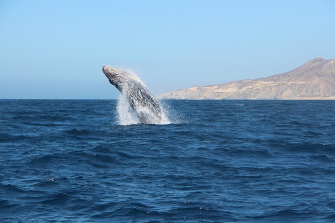 Whale Watching in Cabo San Lucas on board our Luxury Trimaran! - Comfort, weather, and what to bring