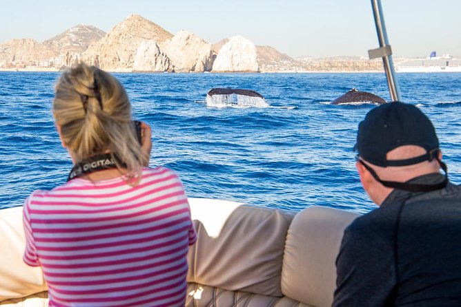 Whale Watching in Cabo San Lucas on board our Luxury Trimaran! - The route around the bay and Pacific coast
