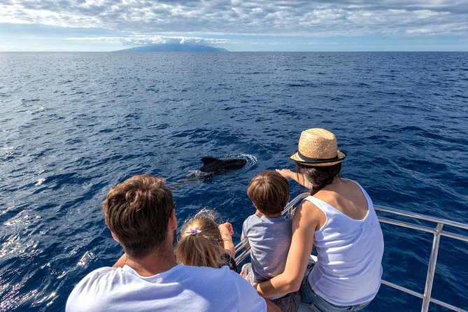 Whales & Dolphins watching in exclusive sailboat - Setting out from Puerto Colón