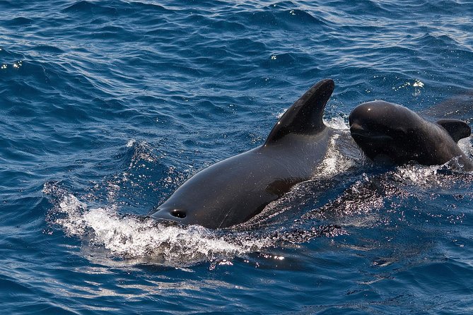 Whales & Dolphins watching in exclusive sailboat - Three hours with whales, dolphins, and open water