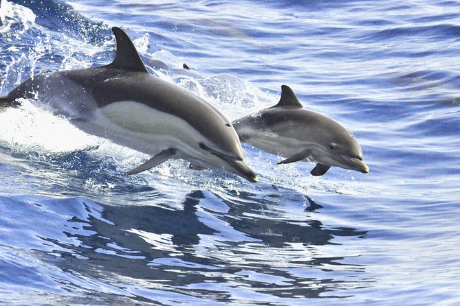 Whales & Dolphins watching in exclusive sailboat - What to bring and what to confirm