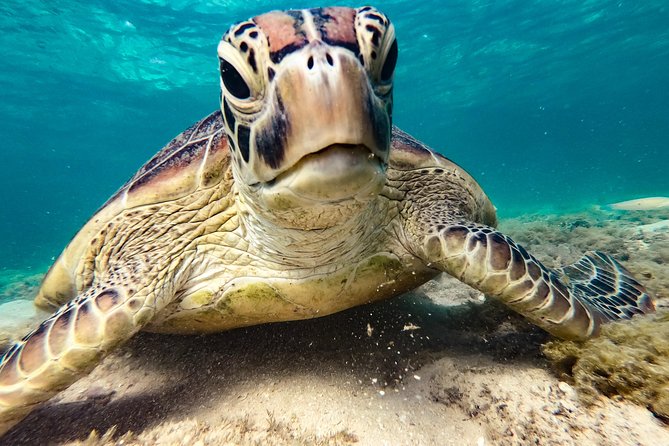Whitsunday Islands Sail, SUP & Snorkel Tour- Small group - What the crew adds to the day